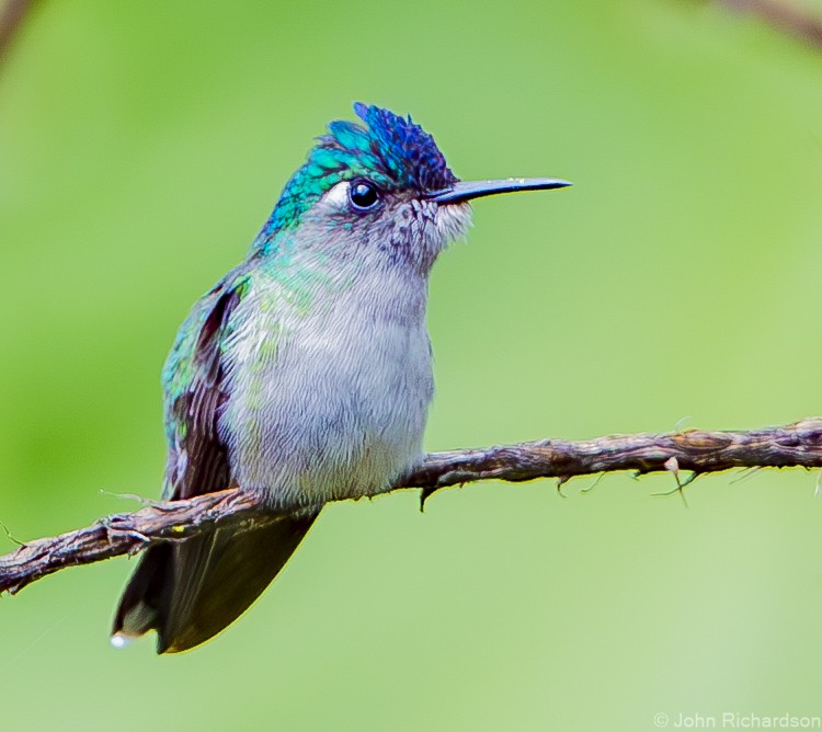 Colibrí Cabeciazul - ML623693452