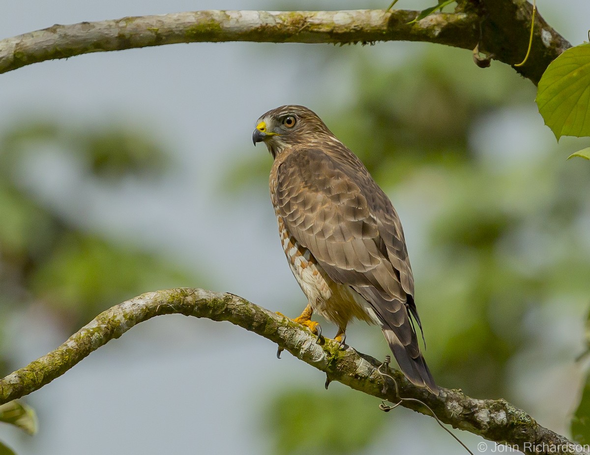 Broad-winged Hawk - ML623693472