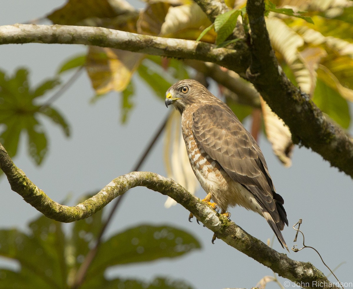 Broad-winged Hawk - ML623693473