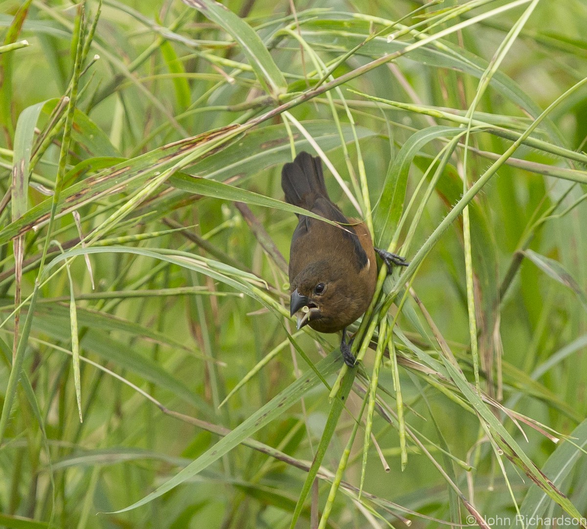 Thick-billed Seed-Finch - ML623693492