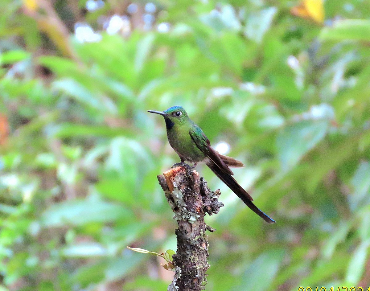 Long-tailed Sylph - Kathy Hart