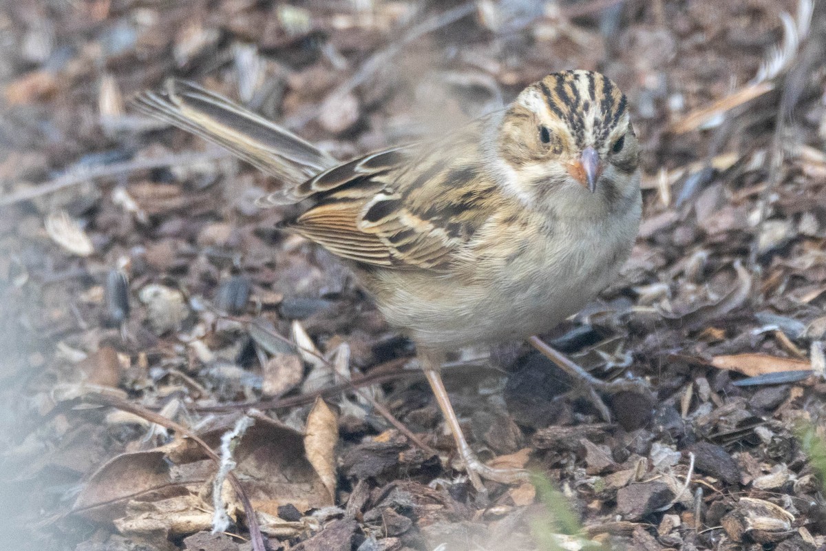 Clay-colored Sparrow - ML623693528