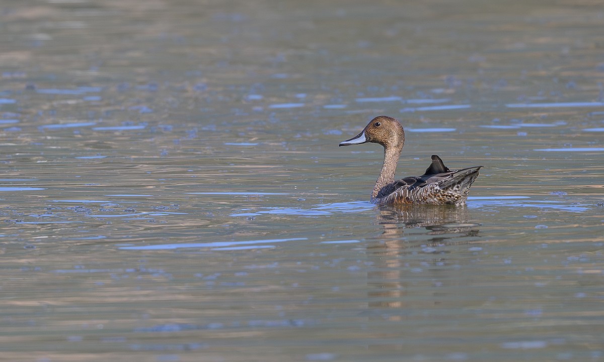 Northern Pintail - ML623693580