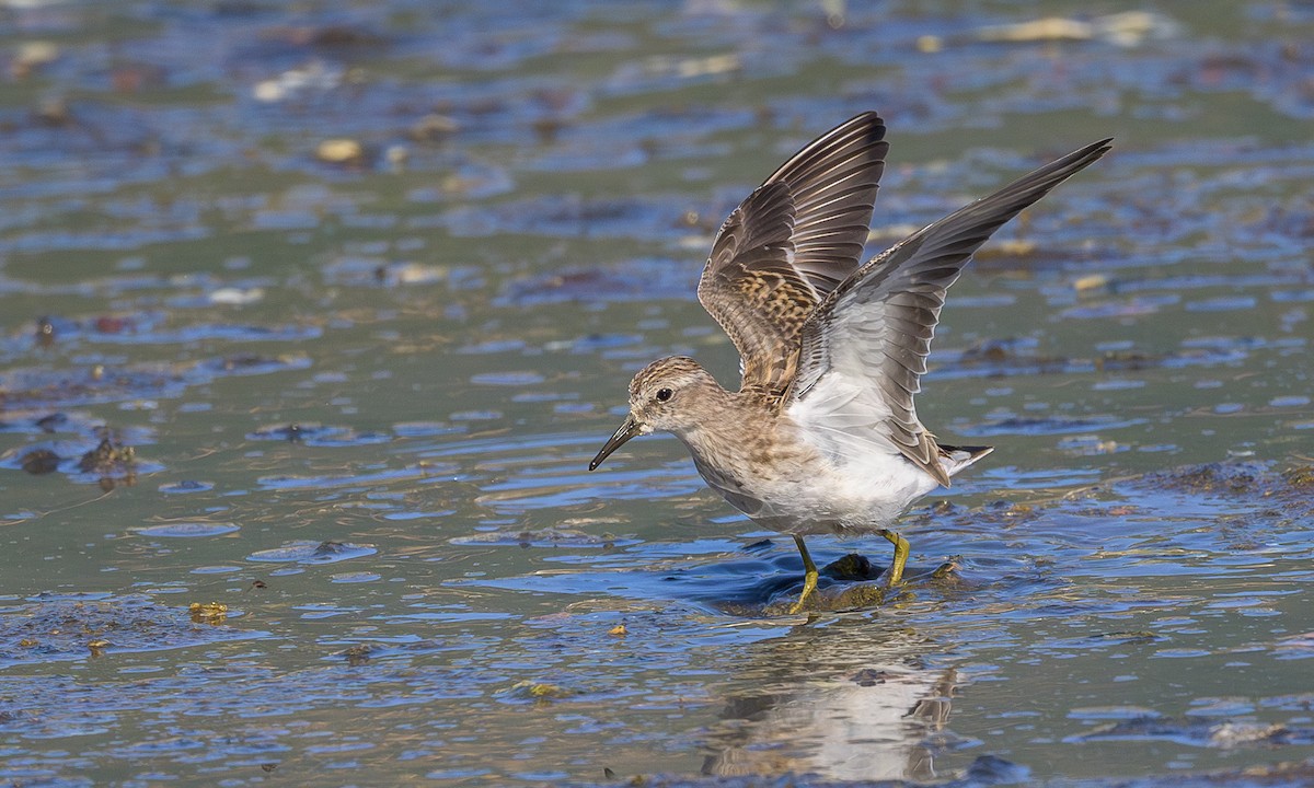 Least Sandpiper - ML623693589