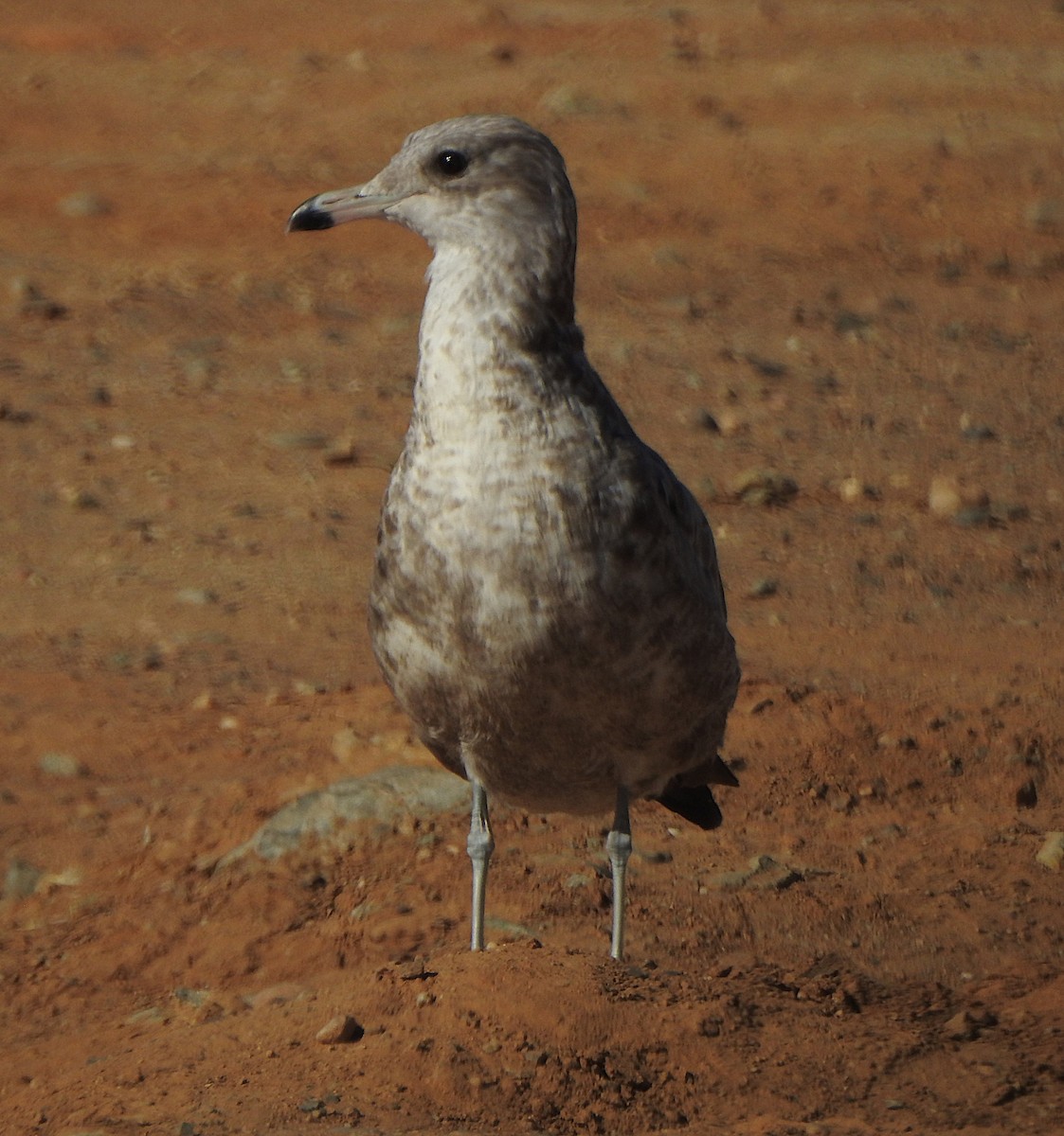 California Gull - ML623693594