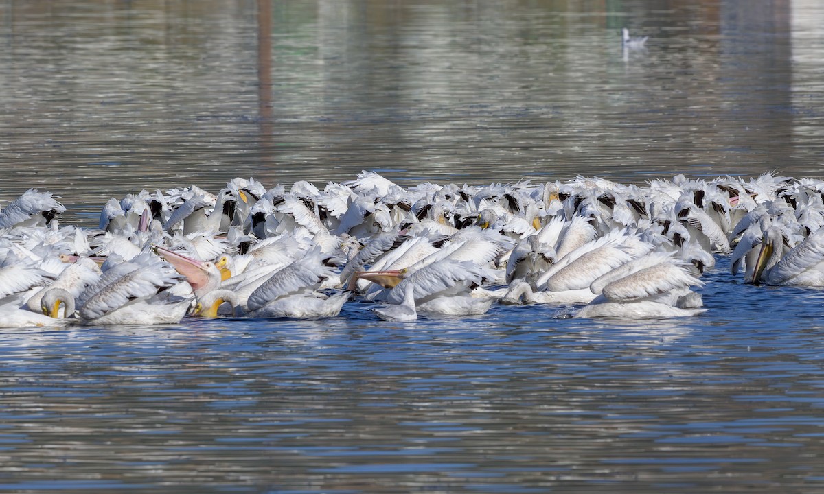 American White Pelican - ML623693595