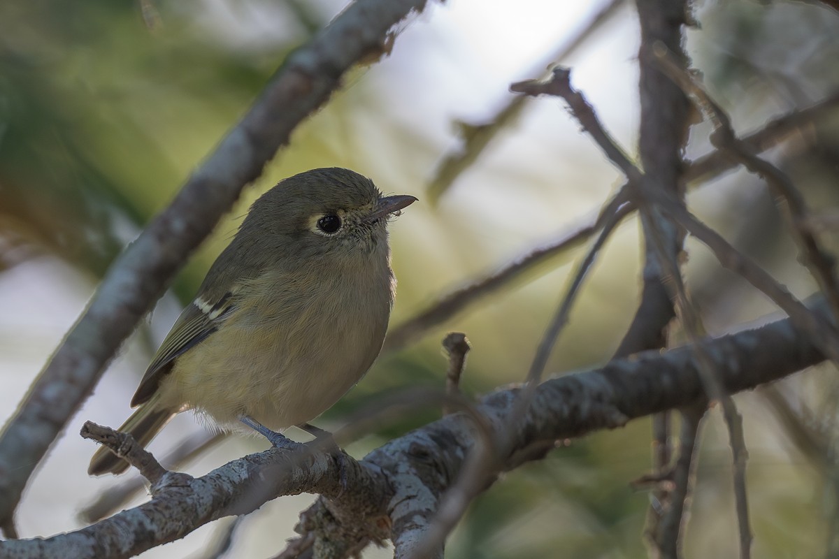 Hutton's Vireo - ML623693598