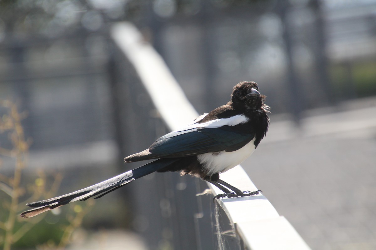 Black-billed Magpie - ML623693605