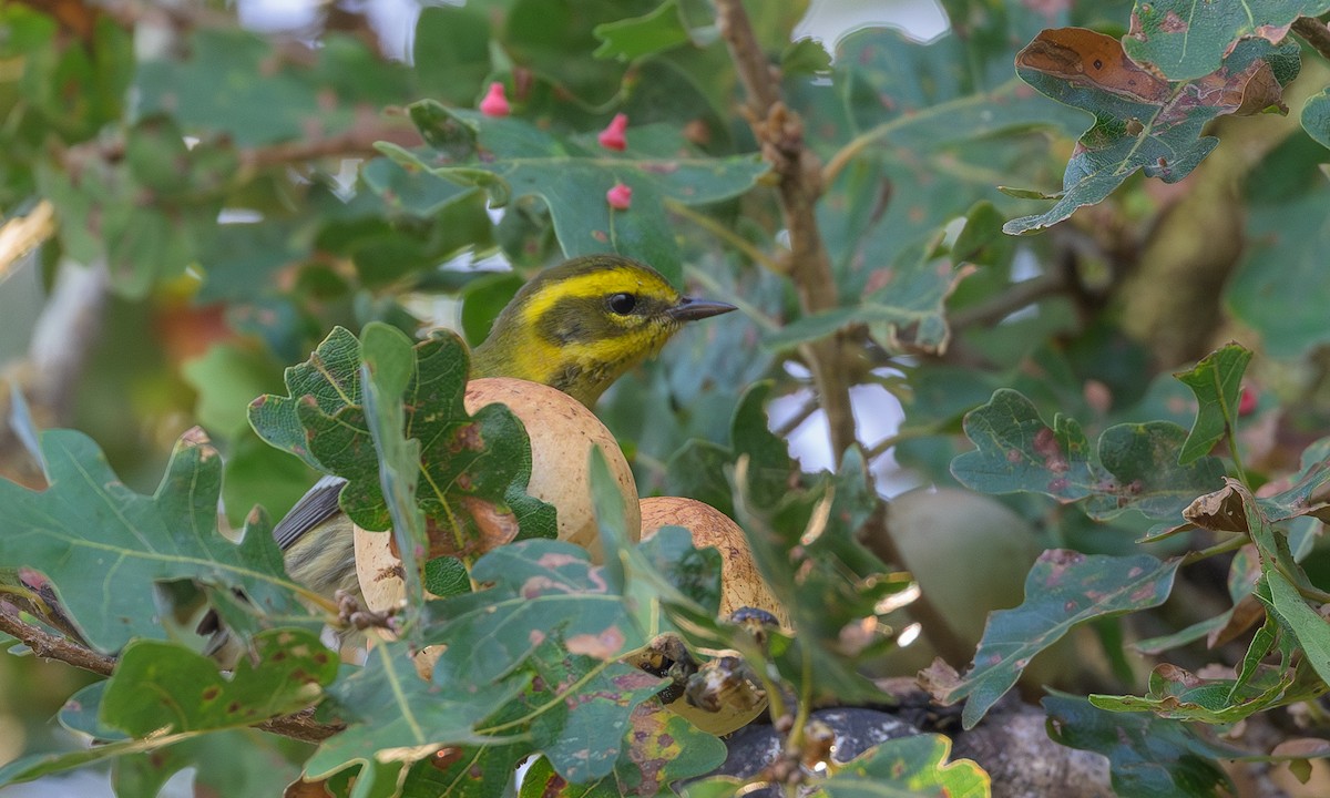 Townsend's Warbler - ML623693621