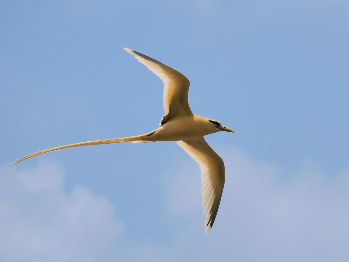 faeton pruhokřídlý (ssp. fulvus) - ML623693626