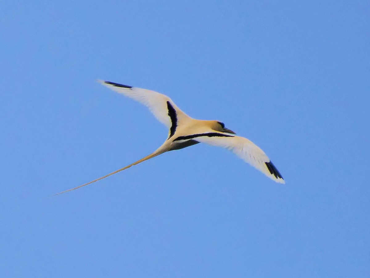 White-tailed Tropicbird (Golden) - Peter Lowe