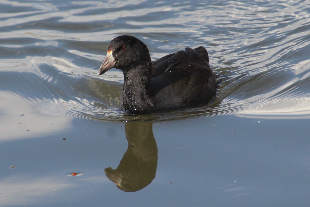 American Coot - ML623693628