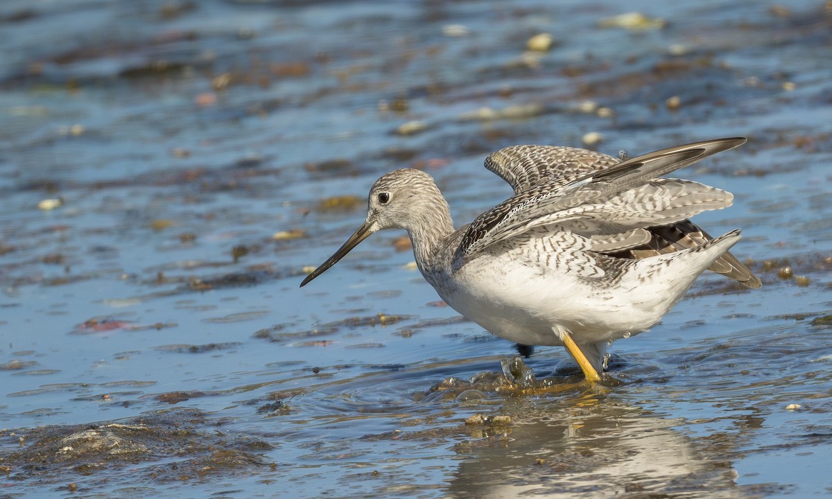 Greater Yellowlegs - ML623693629