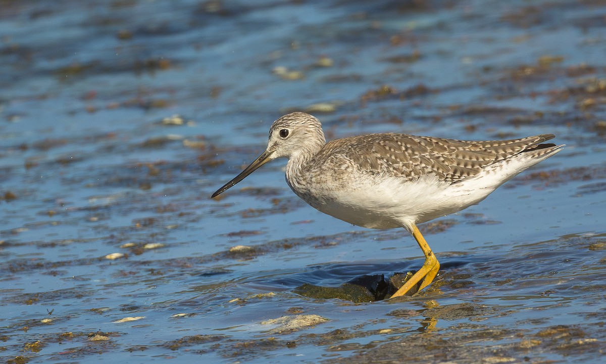 Greater Yellowlegs - ML623693635