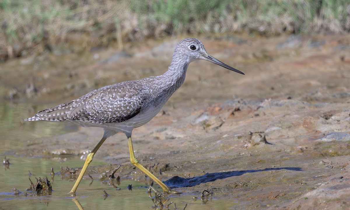 Greater Yellowlegs - ML623693643