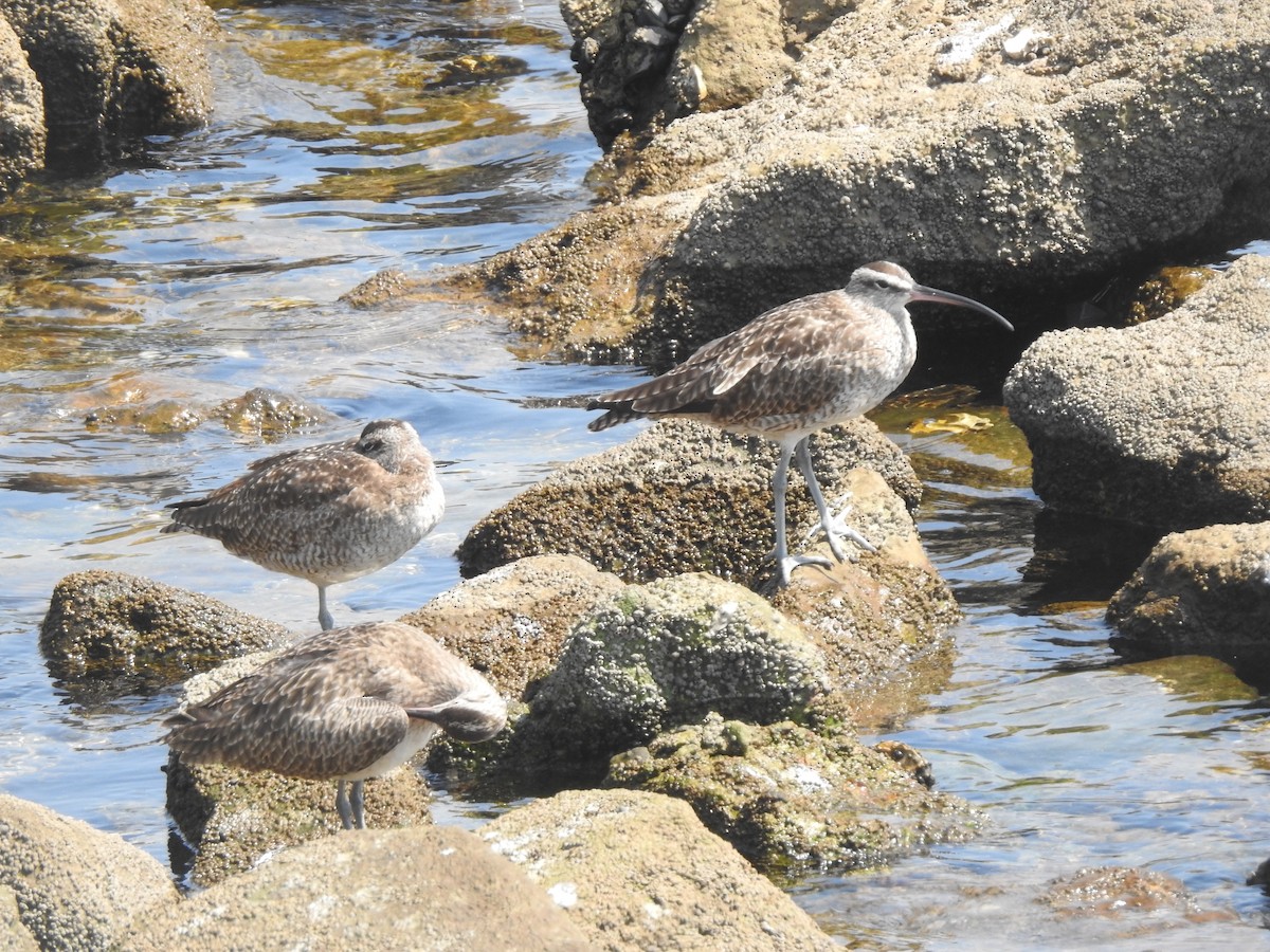 Whimbrel - ML623693665