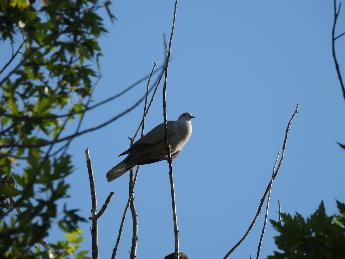 Eurasian Collared-Dove - ML623693704