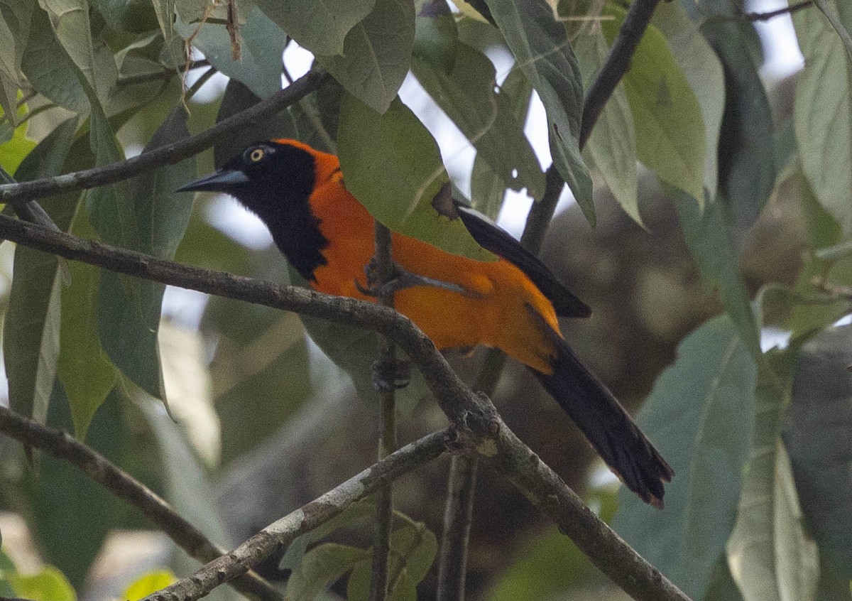 Orange-backed Troupial - ML623693710