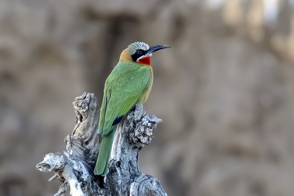 White-fronted Bee-eater - ML623693729