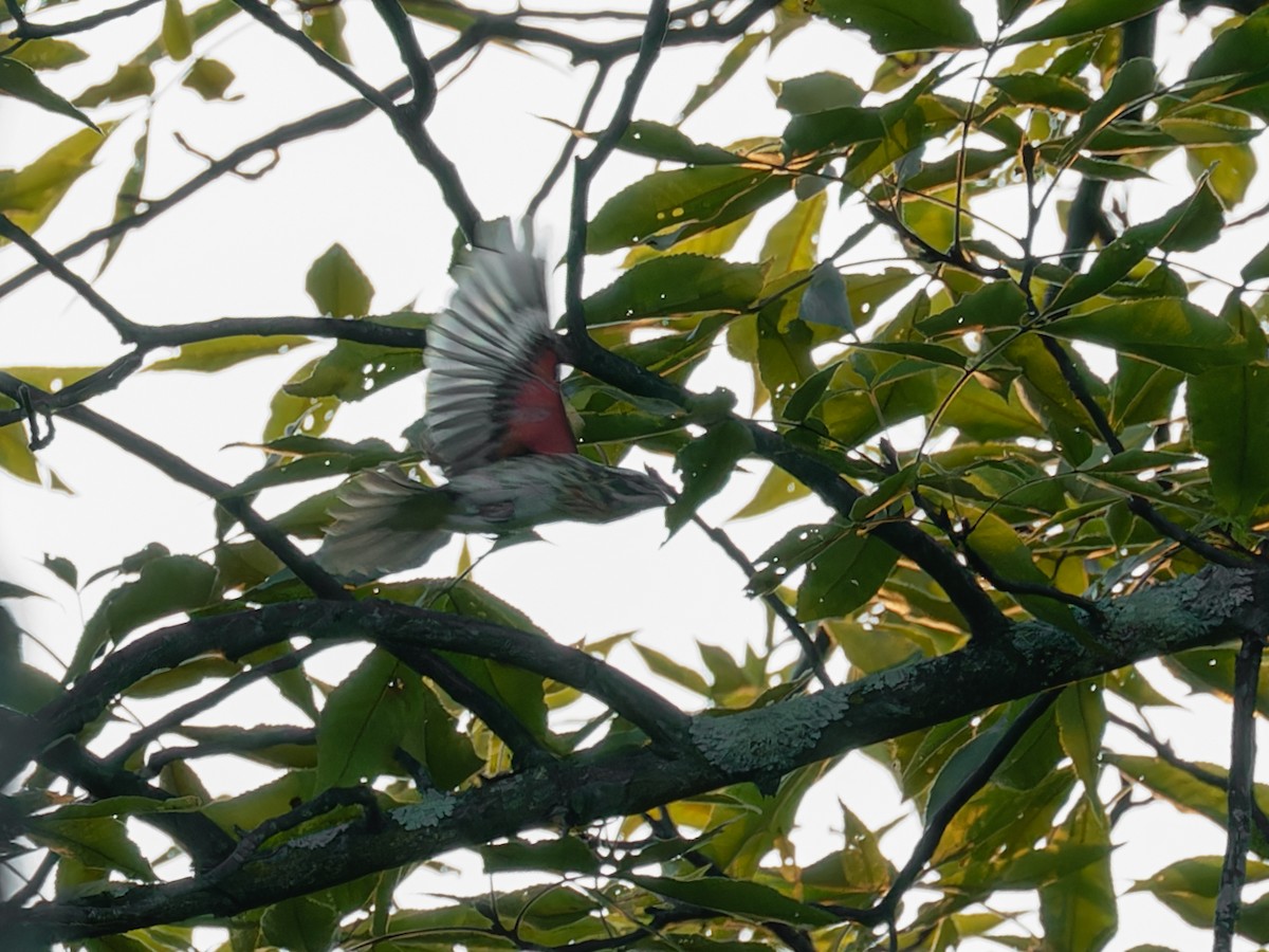 Rose-breasted Grosbeak - ML623693768