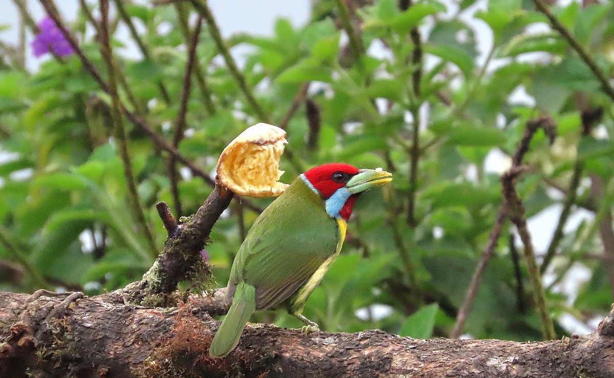 Çok Renkli Barbet - ML623693793