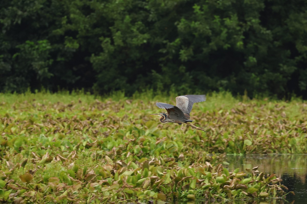 Purple Heron - ML623693850