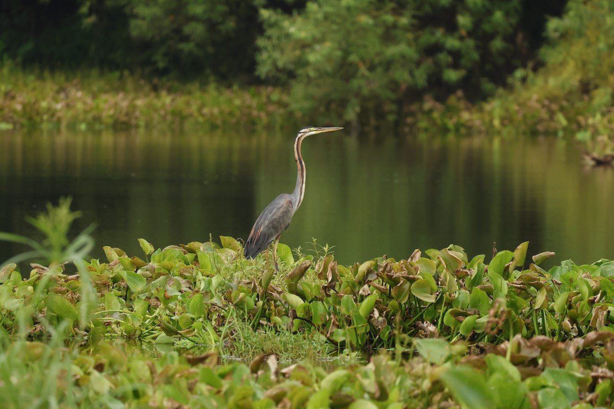 Purple Heron - ML623693855