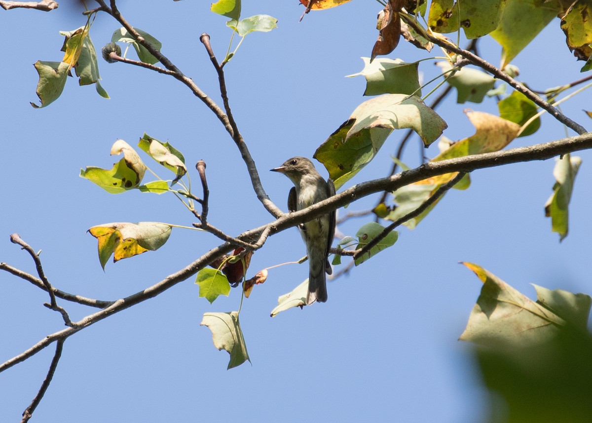 Eastern Wood-Pewee - ML623693877