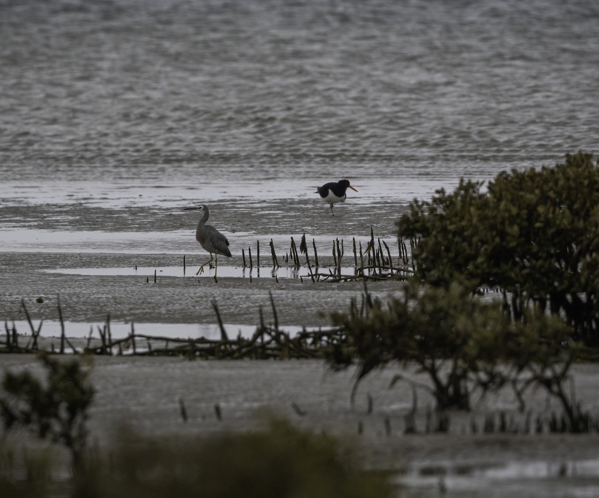 Pied Oystercatcher - ML623693887