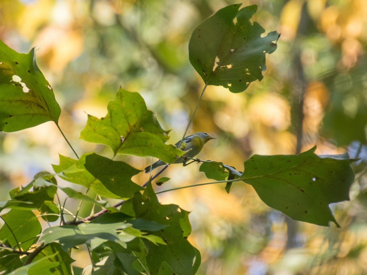 Northern Parula - ML623693890