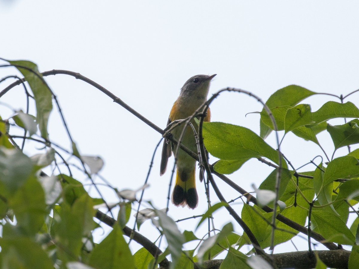 American Redstart - ML623693899