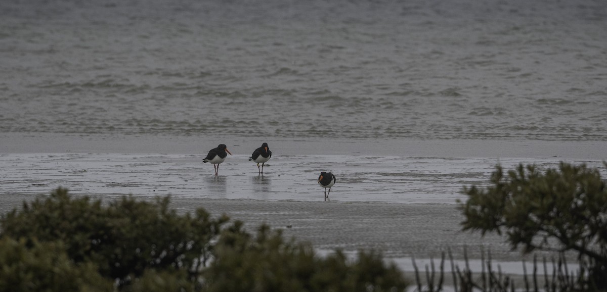 Pied Oystercatcher - ML623693907