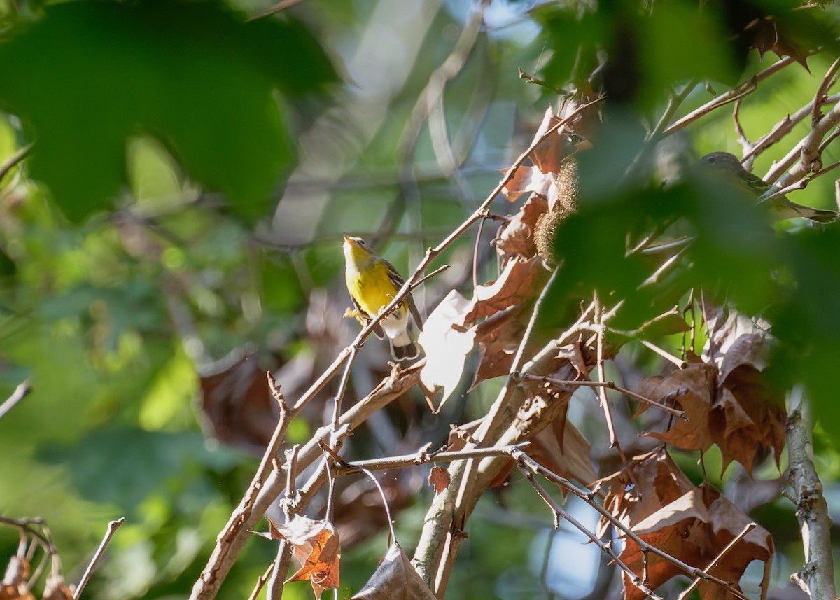 Magnolia Warbler - ML623693911