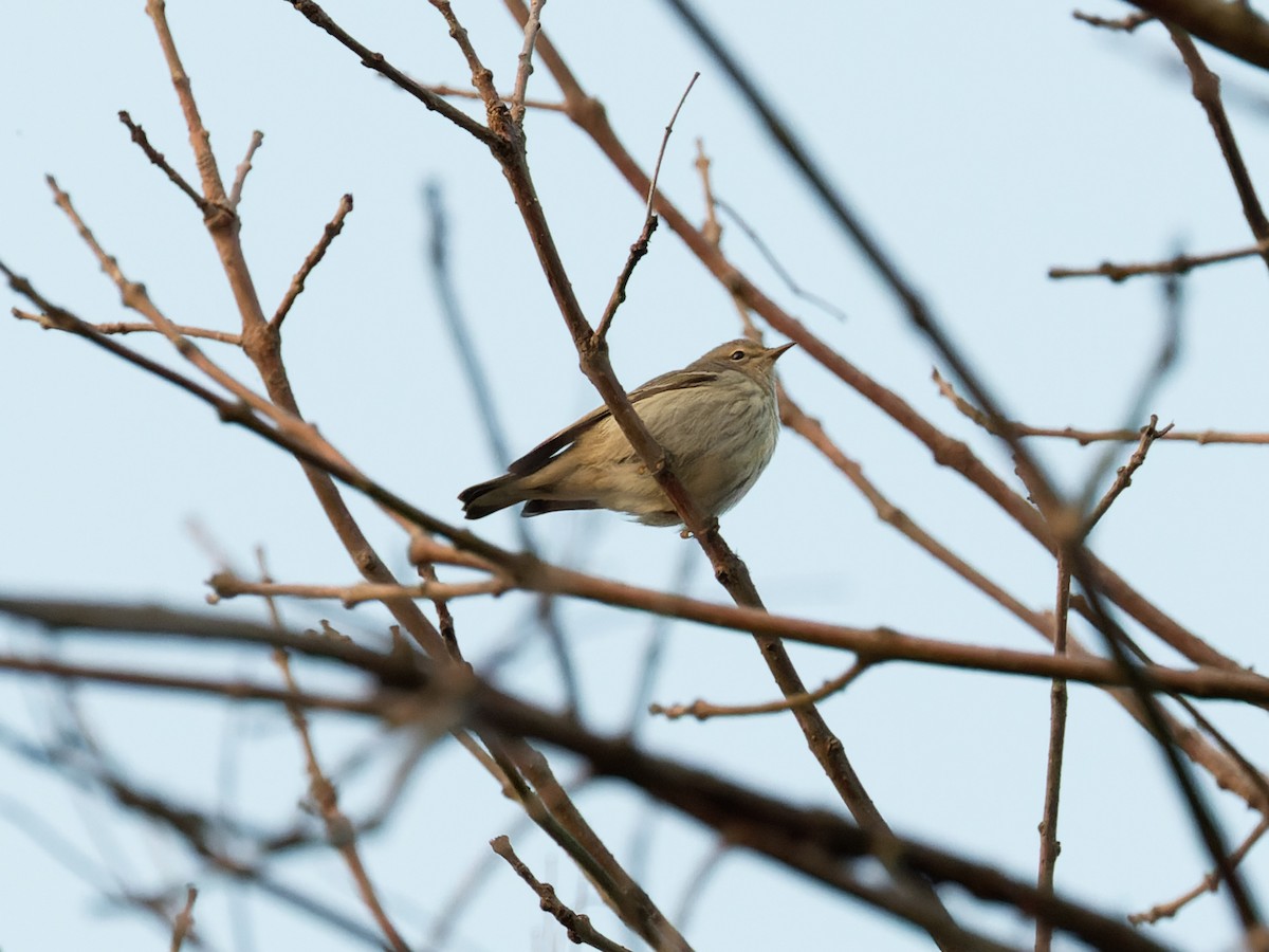 Cape May Warbler - ML623693914