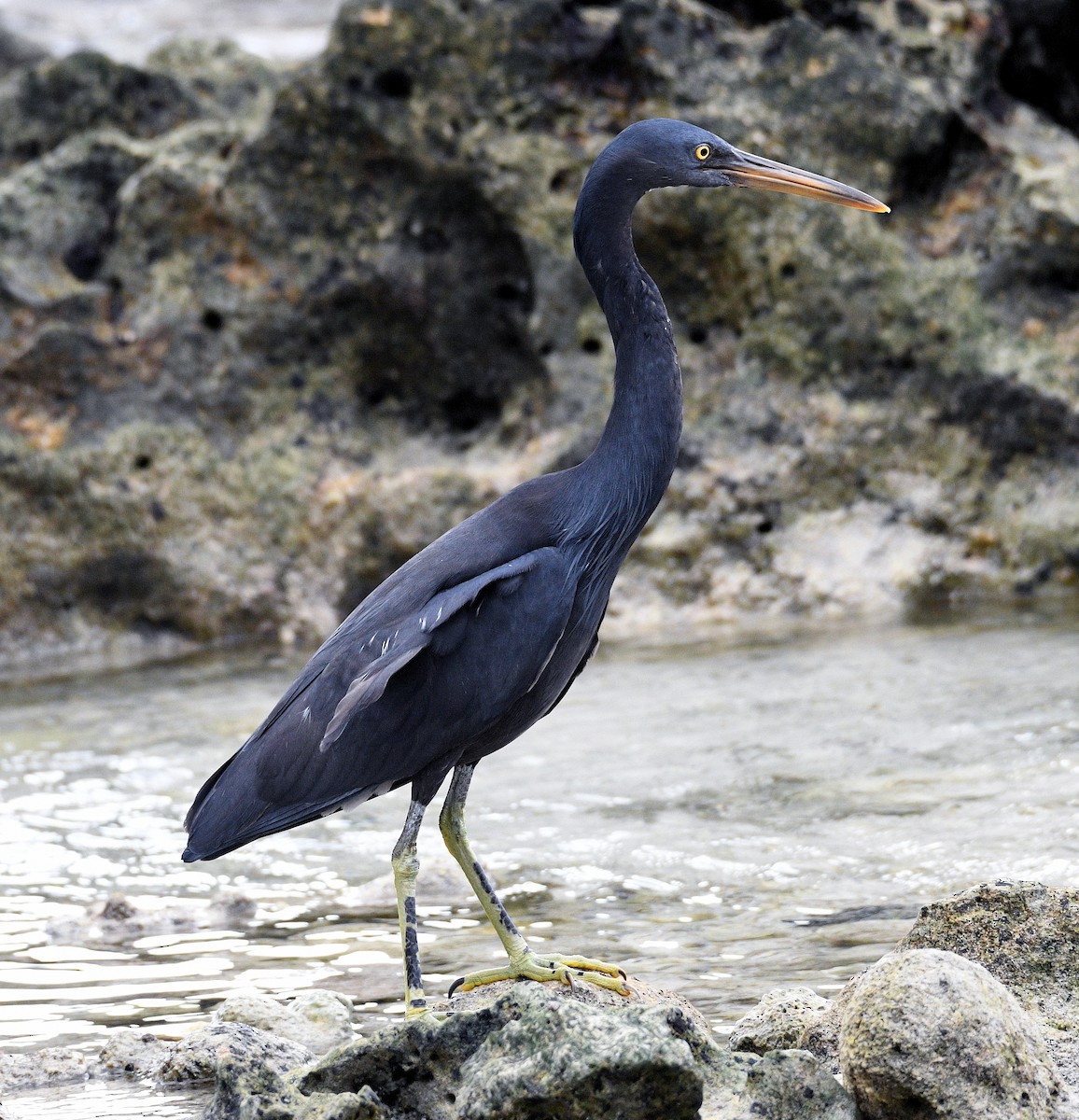 Pacific Reef-Heron - ML623693932