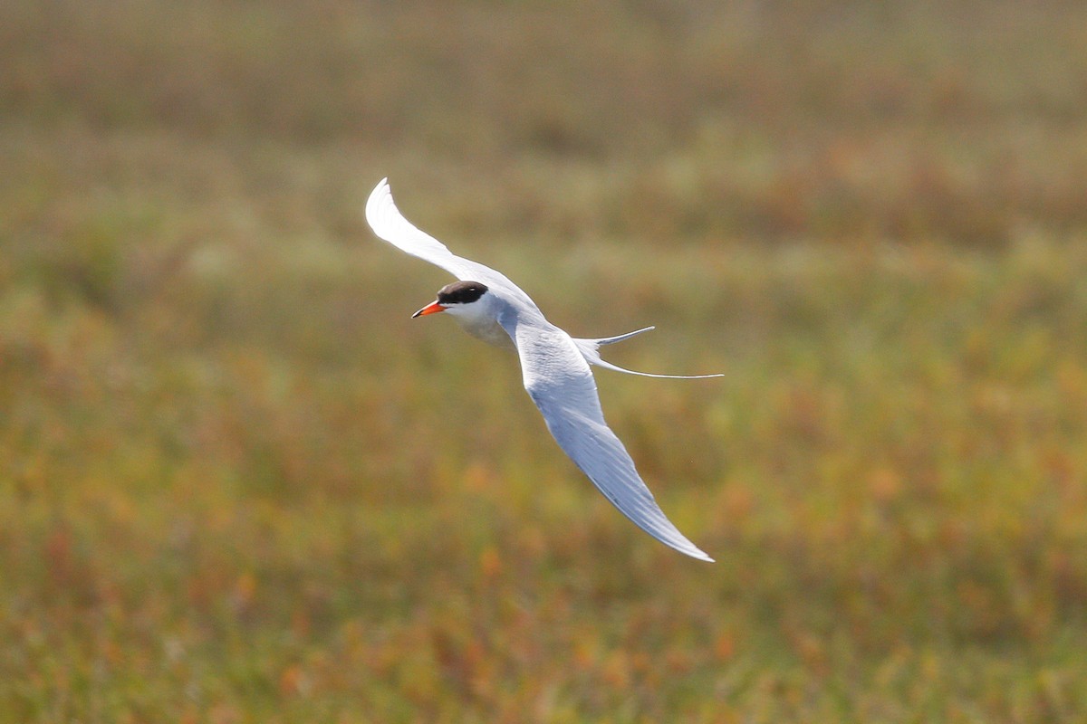 Forster's Tern - ML623693945