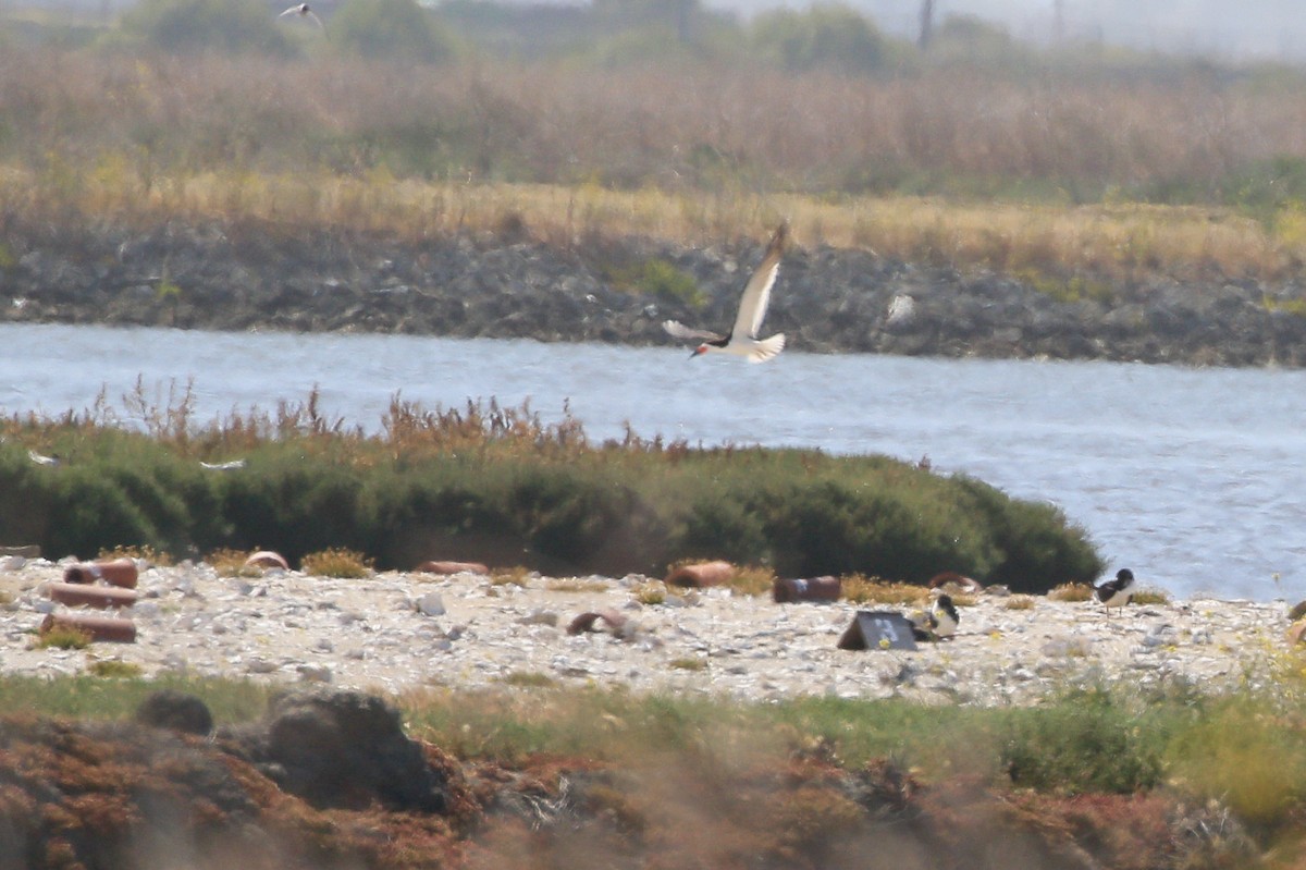 Black Skimmer - ML623693954