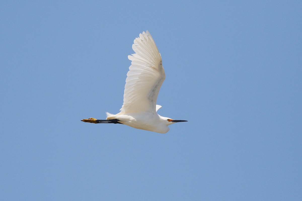 Snowy Egret - ML623693961