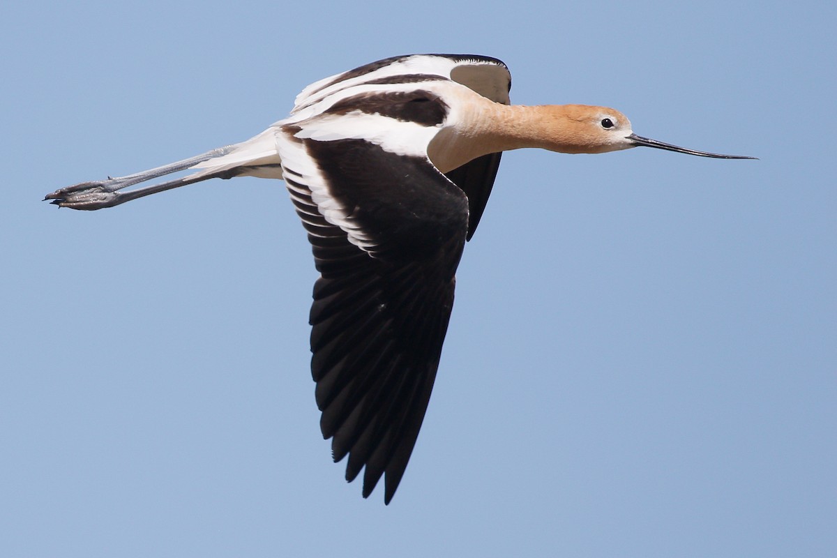 American Avocet - Sean Smith