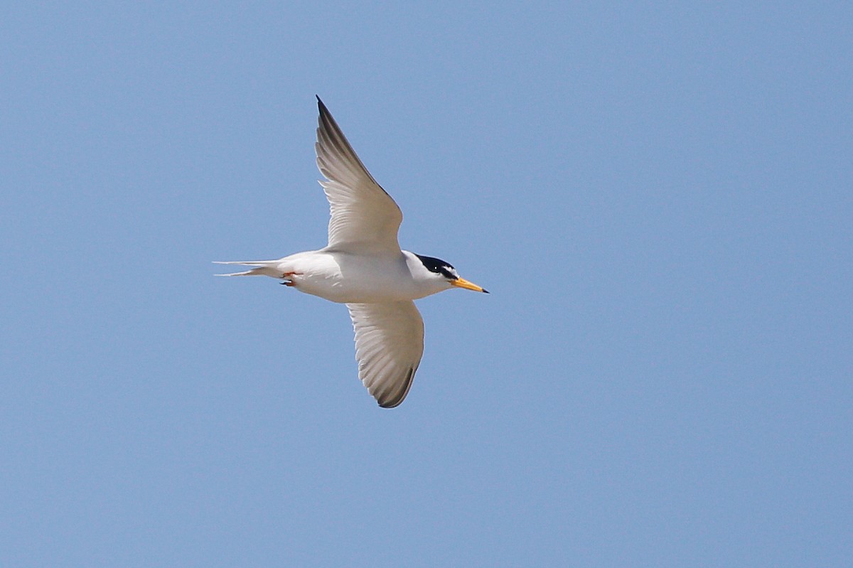 Least Tern - ML623693981