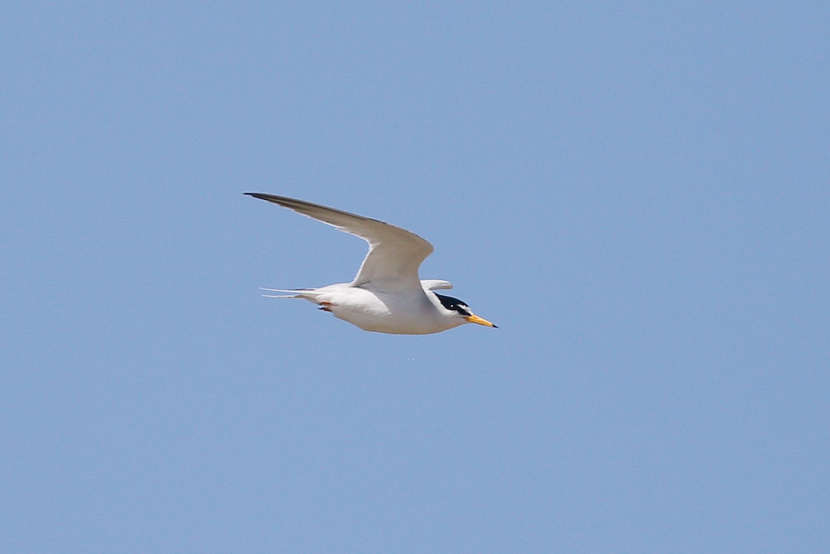 Least Tern - ML623693982