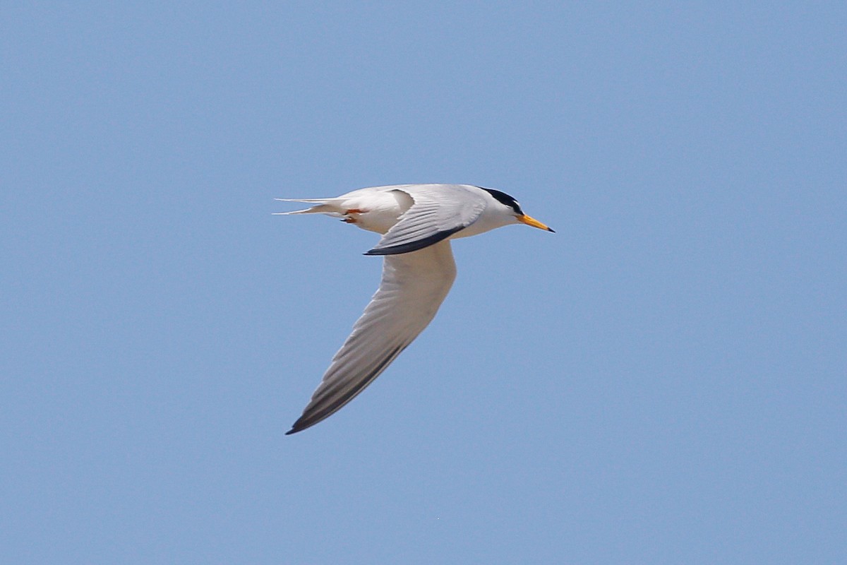 Least Tern - ML623693985