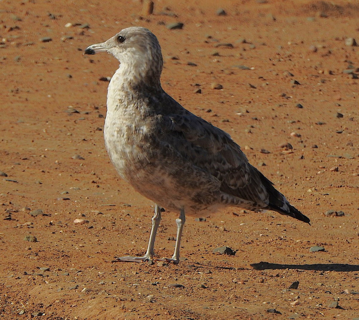 California Gull - ML623693995