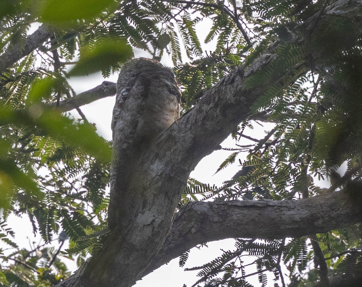 Great Potoo - Chris George