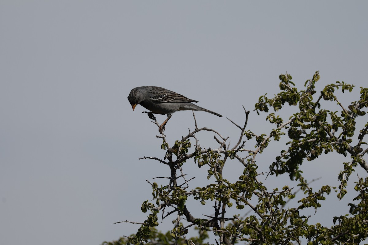 Mourning Sierra Finch - ML623694003