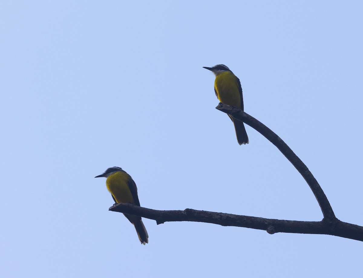 Lesser Kiskadee - Chris George