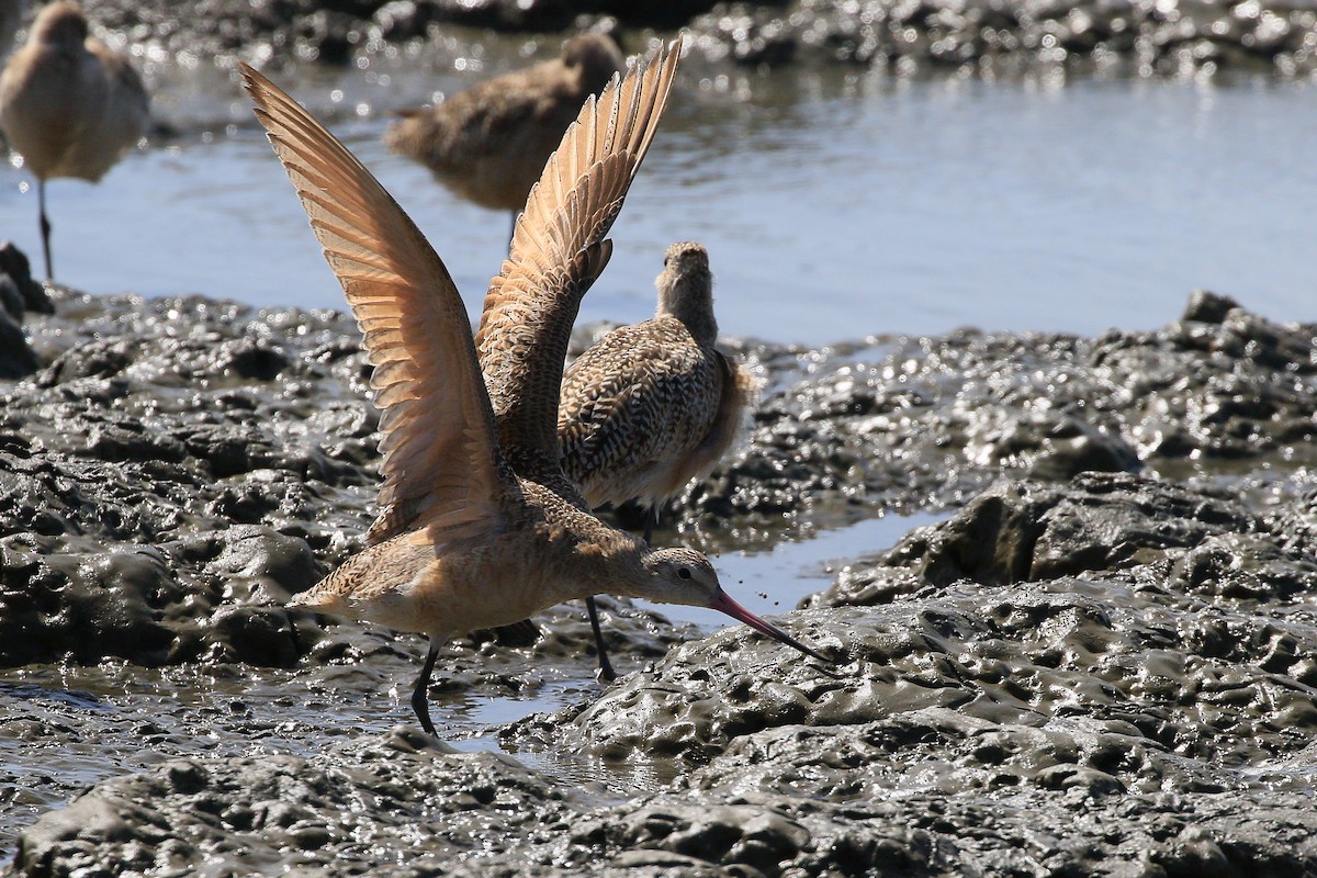 Marbled Godwit - ML623694021