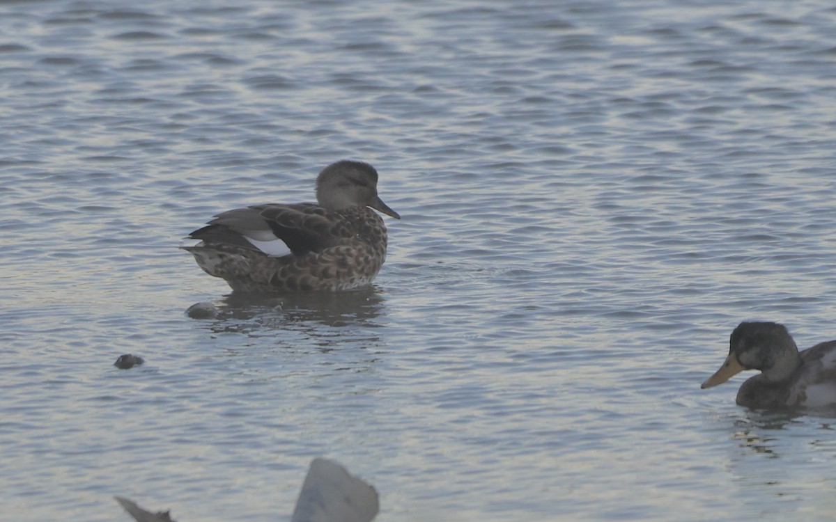 Gadwall - ML623694025