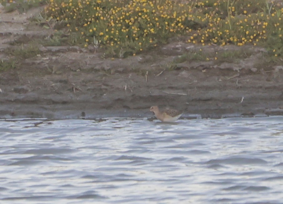 Pectoral Sandpiper - ML623694038