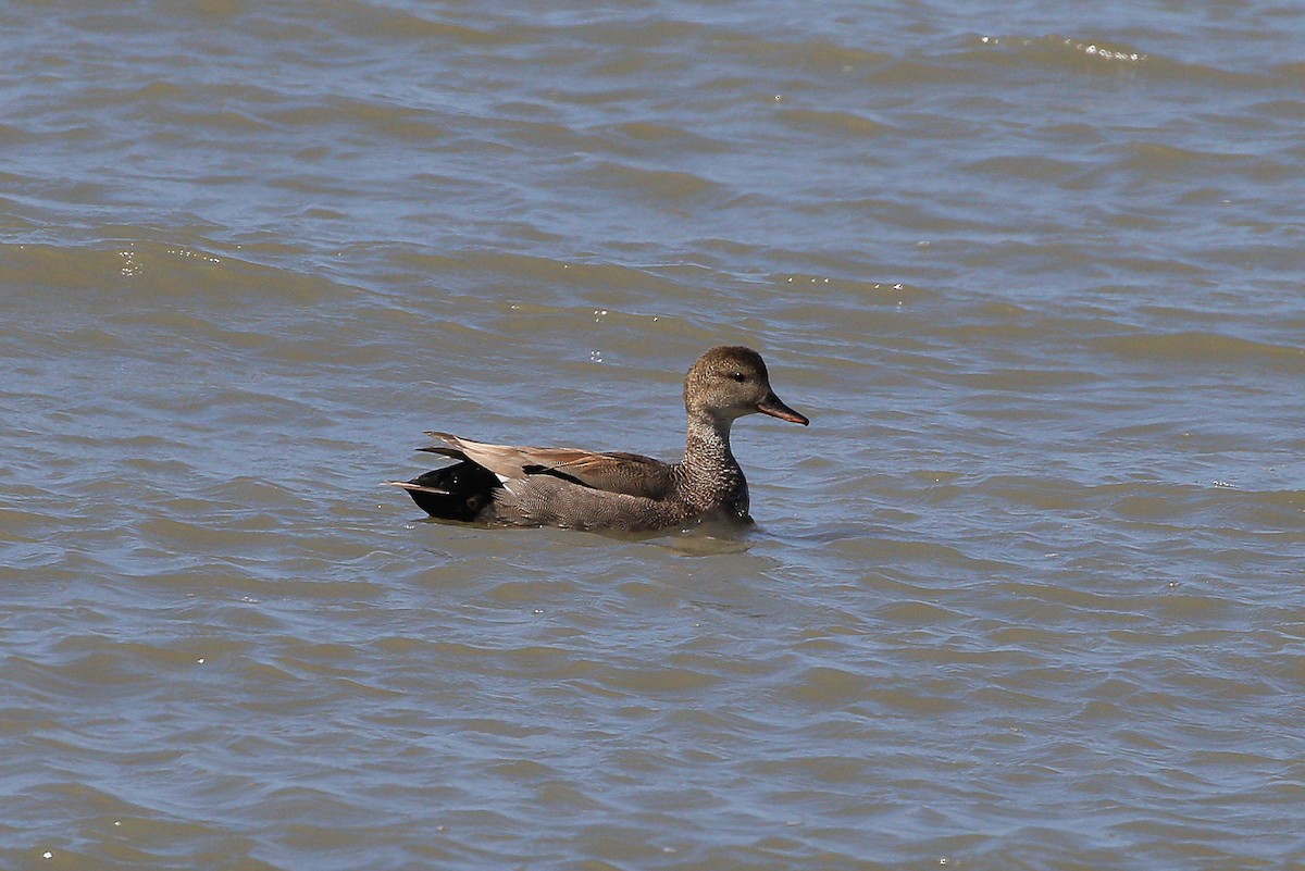 Gadwall - ML623694052